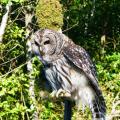 Barred Owl Barred Owl